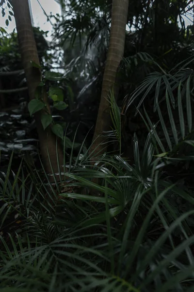 Zelená Tropická Džungle Rostlinami Palmovými Listy — Stock fotografie