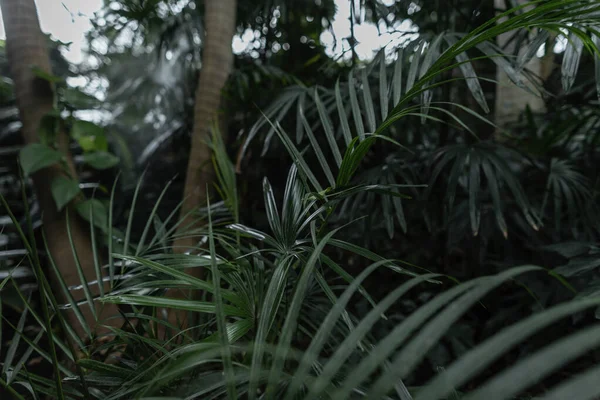 Green tropical leaves of palms and ferns in the jungle. Green tropical nature