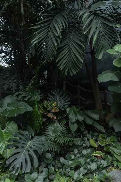 Zelené Palmové Listy Botanické Džungli Přirozená Tmavě Zelená Barva Exotické — Stock fotografie