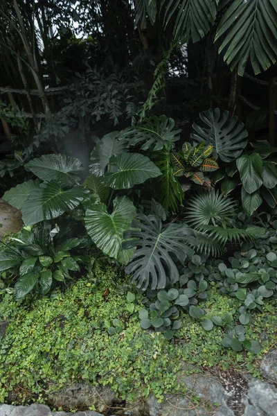 Zelené Rostliny Palmové Listy Džungli Ekologie Vegetace — Stock fotografie