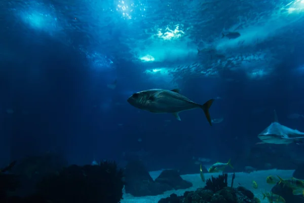 Vida Selvagem Subaquática Com Peixes Oceanário Mar Vistas Subaquáticas — Fotografia de Stock