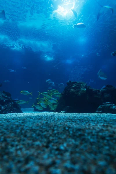 Amazing underwater wild life in the ocean with fish. Oceanarium in Lisbon