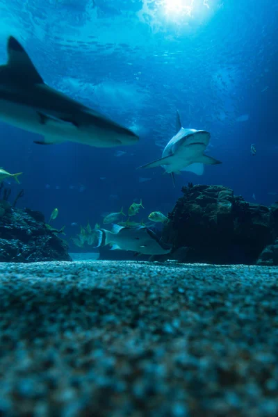 Wild underwater sea with fish, sharks and rays in the ocean. Oceanarium and wildlife