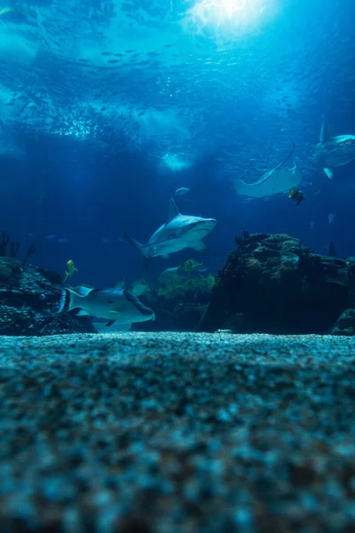 Wild underwater sea with fish, sharks and rays in the ocean. Oceanarium and wildlife