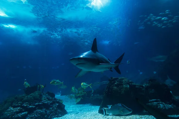 Wilde Onderwater Zee Met Vissen Haaien Roggen Oceaan Oceanarium Dieren — Stockfoto