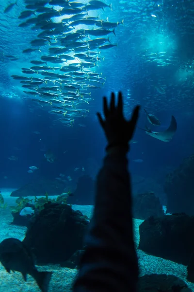 Incrível Mundo Subaquático Com Peixes Mão Humana Oceanário Vida Selvagem — Fotografia de Stock