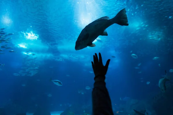 Incrível Mundo Subaquático Com Peixes Mão Humana Oceanário Vida Selvagem — Fotografia de Stock