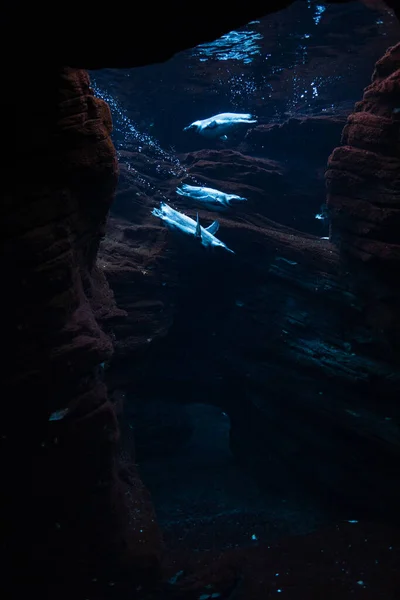 Дивовижно Красиві Пінгвіни Пливуть Під Водою Екологія Океанічна Дика Природа — стокове фото