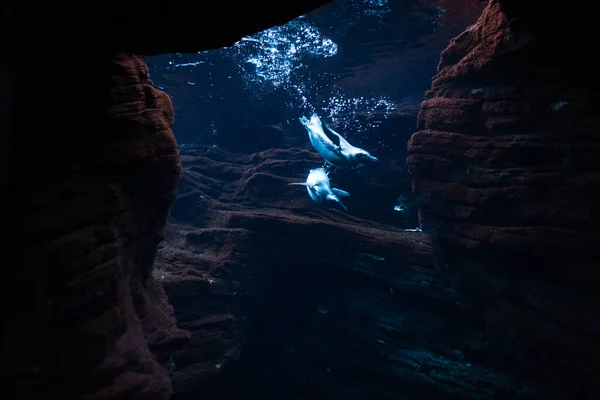 Hermoso Océano Submarino Con Pingüinos Buceo Las Rocas Vida Salvaje —  Fotos de Stock