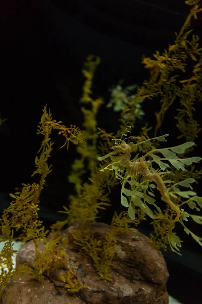 Belo Mar Dragão Amarelo Está Flutuando Mar — Fotografia de Stock