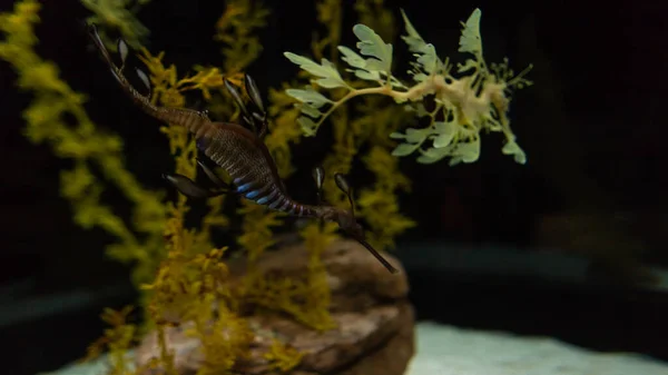 Amazing Sea Dragon Swims Underwater Ocean Beautiful Wild Underwater World — Foto de Stock