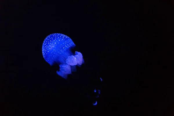 Amazing neon jellyfish floats in the dark underwater at depth. Wildlife sea and ocean