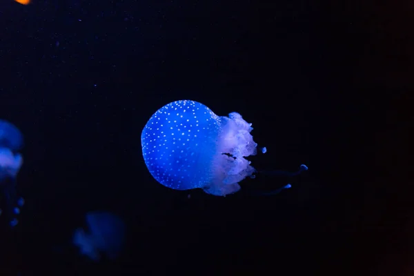 Linda Incrível Brilhante Azul Medusa Flutuando Águas Profundas — Fotografia de Stock