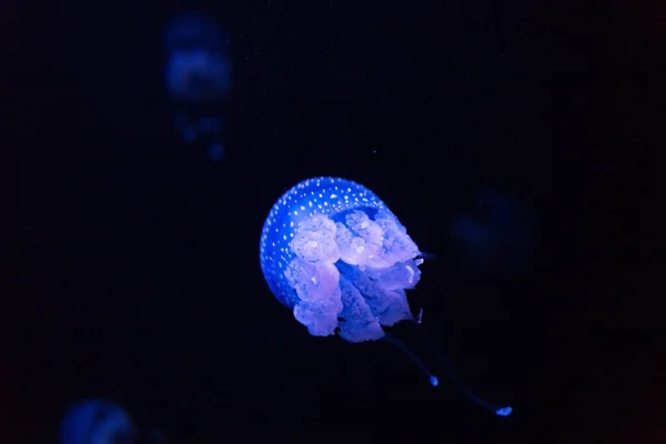 Bela Medusa Azul Violeta Néon Nada Nas Profundezas Incrível Submarino — Fotografia de Stock