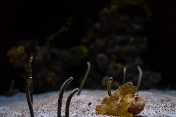 Amazing Little Sea Eel Fish Sand Bottom Sea —  Fotos de Stock