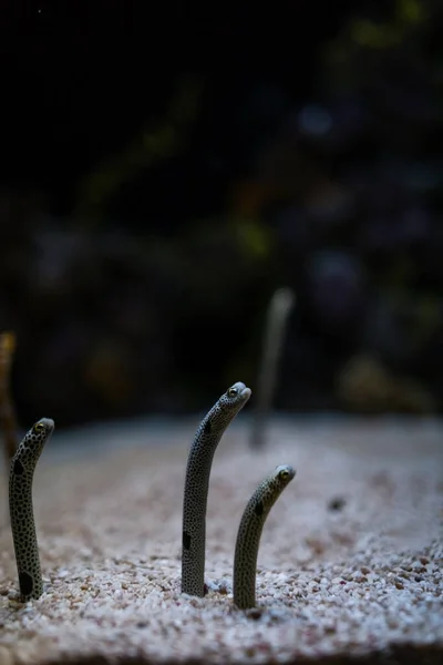 Amazing Little Sea Eel Fish Sand Bottom Sea —  Fotos de Stock
