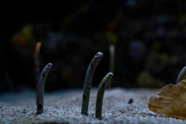 Congridae Sea Eels Bottom Ocean Sand Oceanarium —  Fotos de Stock
