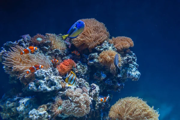 Amazing underwater world with coral reefs, colorful fish and vegetation deep in the sea. Wildlife and ecology. Global warming. Save the plankton.