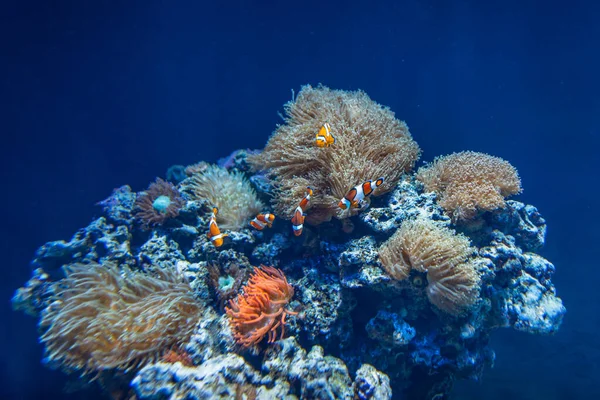 Amazing underwater ocean world with colorful fish and coral reefs in the depths. Oceanarium in Lisbon, Portugal