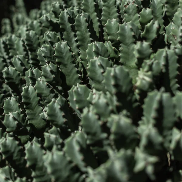 Beautiful green cacti. Cactus pattern