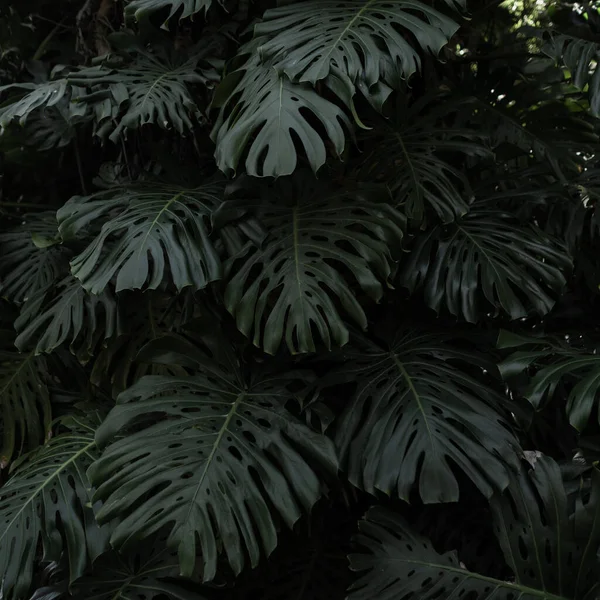 Úžasné Zelené Listy Palem Džungli Krásné Tapety Exotickým Listím — Stock fotografie