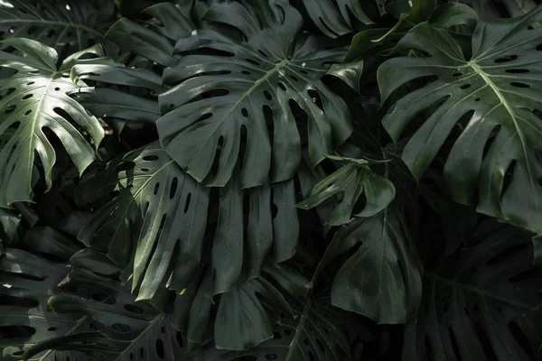Piękne Zielone Liście Palmy Zielona Tapeta Liśćmi Dżungla Roślinnością — Zdjęcie stockowe