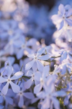 Beautiful blue flowers with petals in the garden, close up. Nature colored background