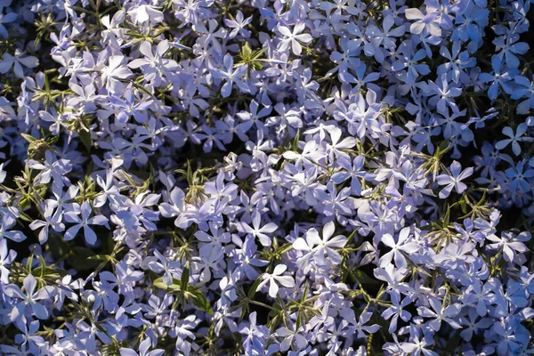 Background pattern of blue purple flowers in the field, top view. Garden flowers in spring garden