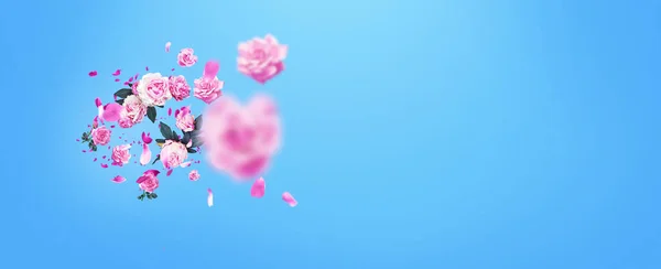 Renkli Mavi Arka Planda Yaprakları Yüzen Güzel Pembe Çiçekler Güller — Stok fotoğraf