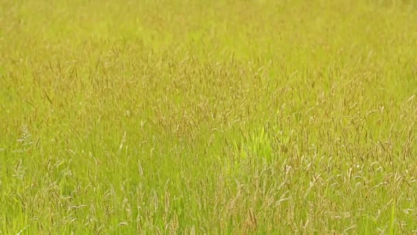 Зеленая трава и солнечный свет . — стоковое видео