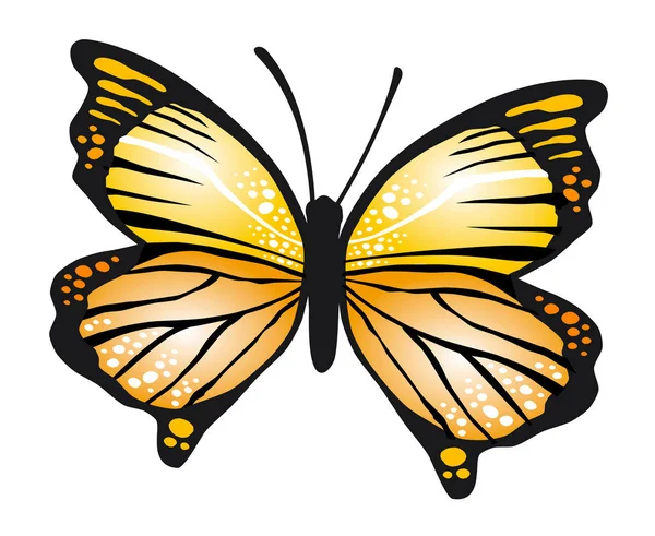 Graphic Butterfly Vector Quality — 图库矢量图片