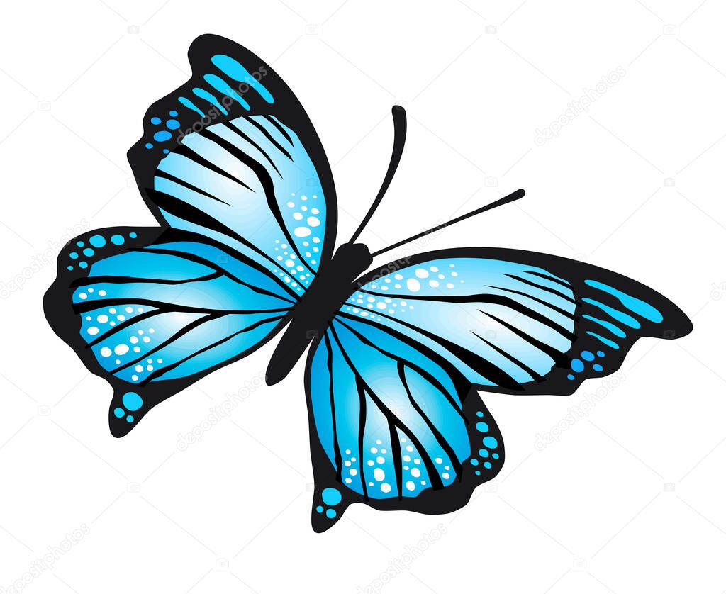 Graphic with butterfly in vector quality.