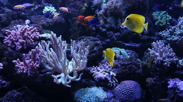 Kleurrijke onderwaterwereld — Stockfoto