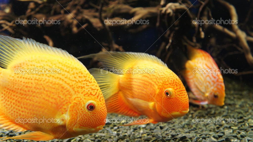 Parrot Cichlid fishes (Bloody Parrot, Parrotfish) — Stock Photo
