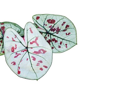 Yaprağın kaladyum bicolor qeen buatyfull yaprak bitki dolu 