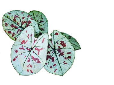 Yaprağın kaladyum bicolor qeen buatyfull yaprak bitki dolu 