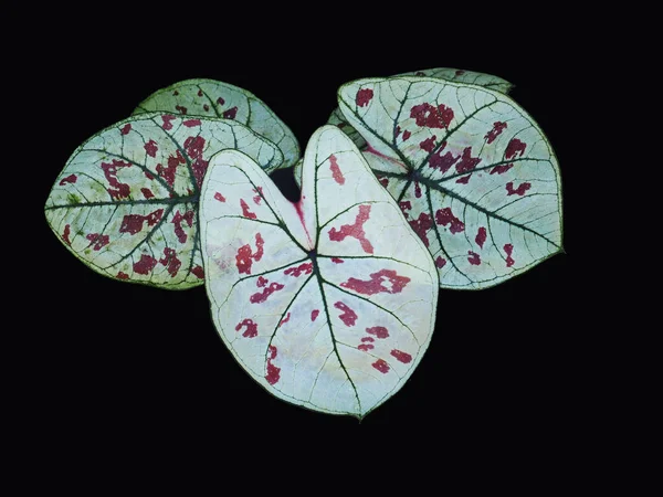 カラジウム二色の葉の女王植物の葉の色 — ストック写真
