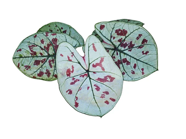 Caladium Bicolor Qeen Leaf Bueatyfull Leaf Colorfull Plant — Fotografia de Stock