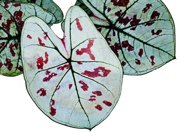 Caladium Bicolor Qeen Leaf Bueatyfull Leaf Colorfull Plant — Fotografia de Stock