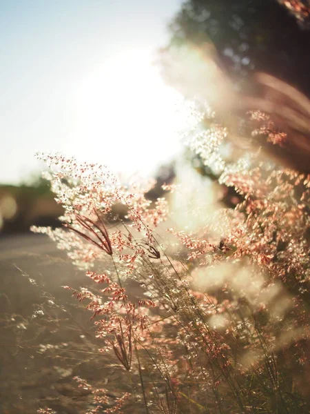 Grass Sweet Sunset Light Sidewalk Summer Time — стоковое фото