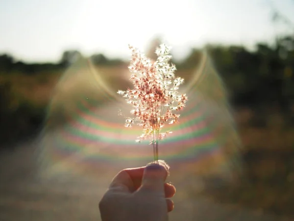 Güzel güneş ışığıyla kaldırımda çimenler. Tatil için sıcak gün batımı. 