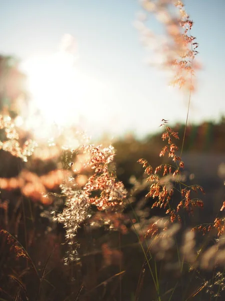 Grass Sidewalk Sweet Sunlight Warm Sunset Time Holiday — Foto Stock