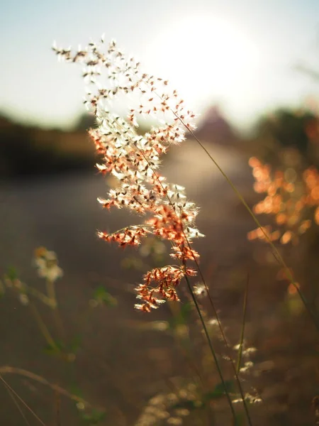 Grass Sidewalk Sweet Sunlight Warm Sunset Time Holiday — Foto Stock