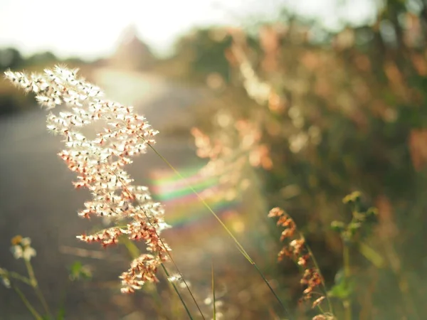 Grass Sidewalk Sweet Sunlight Warm Sunset Time Holiday — Foto Stock