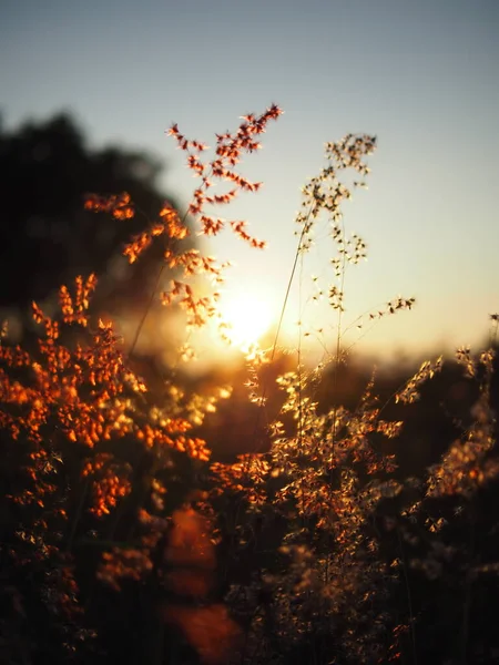 Grass Sidewalk Sweet Sunlight Warm Sunset Time Holiday — стоковое фото