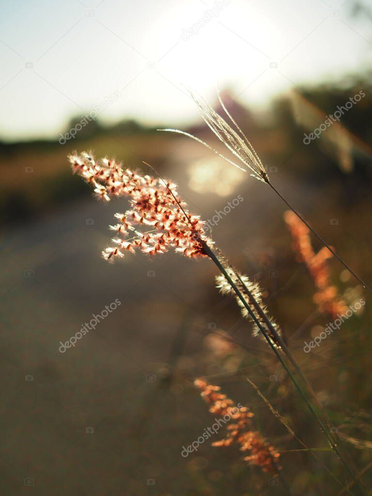 grass on sidewalk with sweet sunlight warm sunset time for holiday 