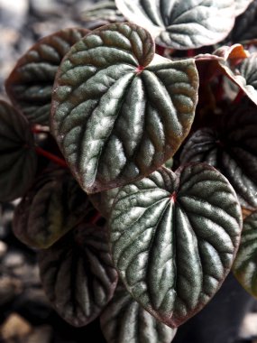 peperomia Caperata yeşil ve kırmızı ay yağmurdan sonra taze