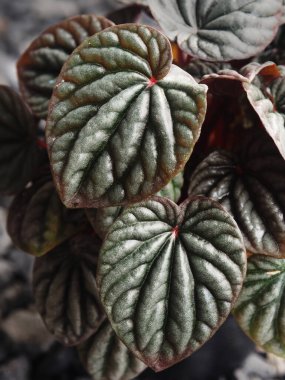 peperomia Caperata yeşil ve kırmızı ay yağmurdan sonra taze