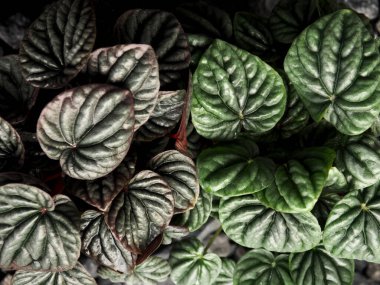 peperomia Caperata yeşil ve kırmızı ay yağmurdan sonra taze