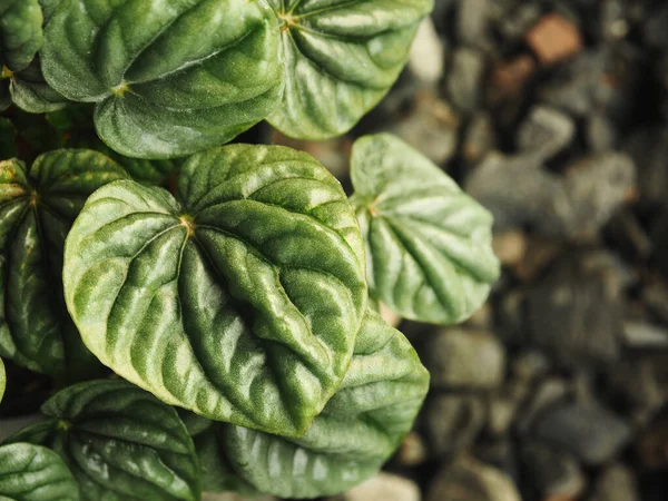 Peperomia Caperata Atum Verde Vermelho Fresco Após Chuva — Fotografia de Stock